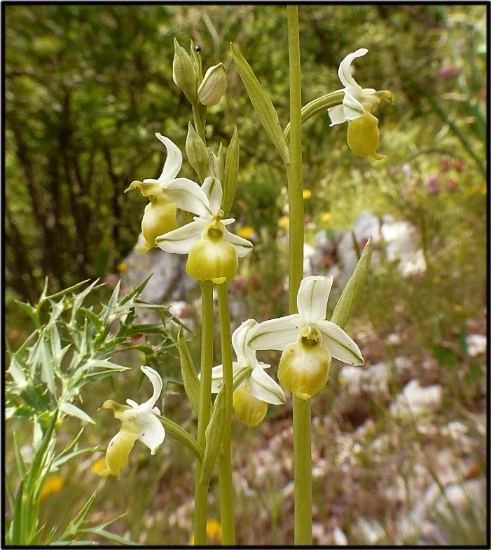 Ophrys holosericea subsp. holosericea (Apocromia)